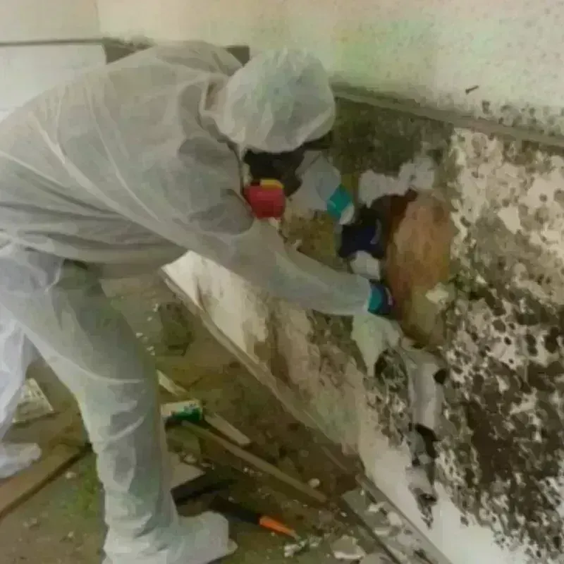 Mold Remediation and Removal in Davis County, IA